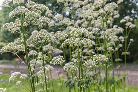 valerian how to grow.